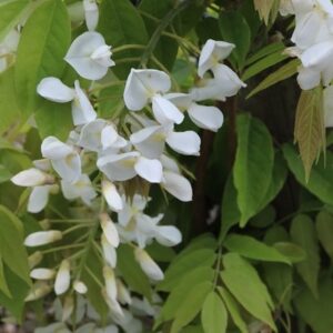 Wisteria brachybotrys f. albiflora Shiro-kapitan