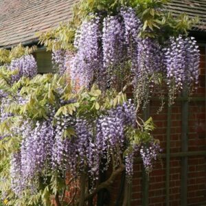 Wisteria floribunda