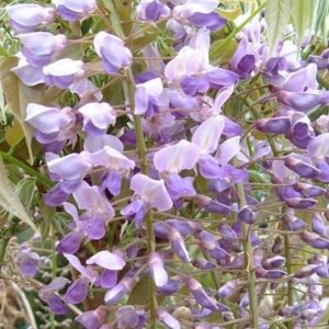 Wisteria floribunda Kokuryū