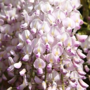 Wisteria floribunda Kuchi-beni