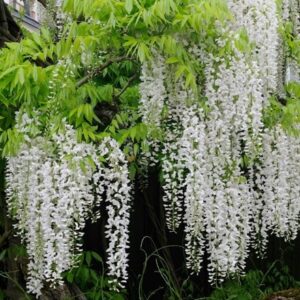 Wisteria floribunda f. alba Shiro-noda