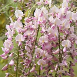 Wisteria floribunda f. rosea Hon-beni