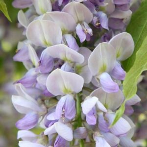 Wisteria × formosa Caroline