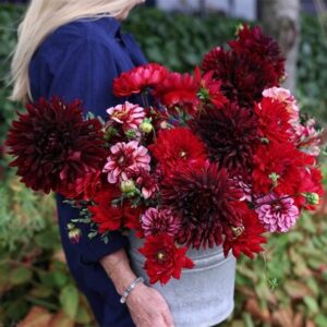 Wuthering heights dahlia collection
