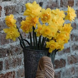 Yellow ruffles daffodil collection