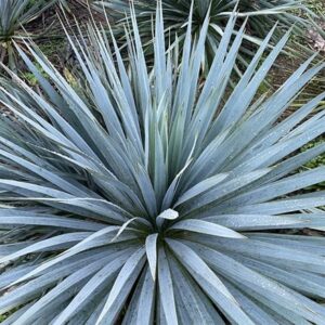Yucca French Flag (PBR)