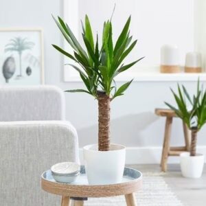 Yucca elephantipes