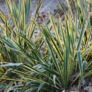 Yucca filamentosa Bright Edge