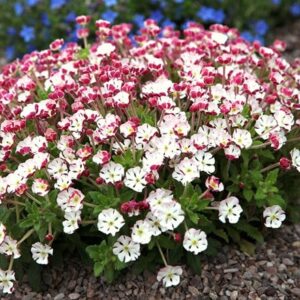 Zaluzianskya ovata