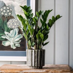 Zamioculcas zamiifolia