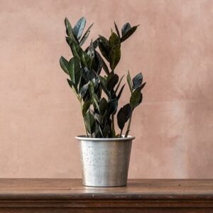 Zamioculcas zamiifolia Raven ('Dowon') (PBR)