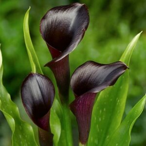 Zantedeschia Odessa (PBR)