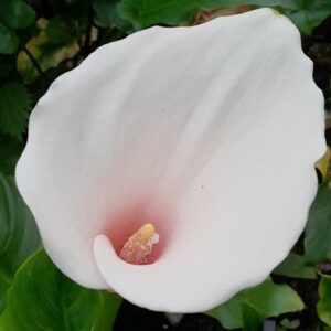 Zantedeschia aethiopica Marshmallow