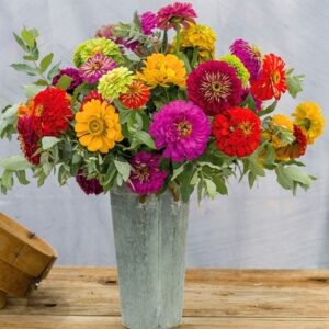 Zinnia Dahlia-Flowered Mixed