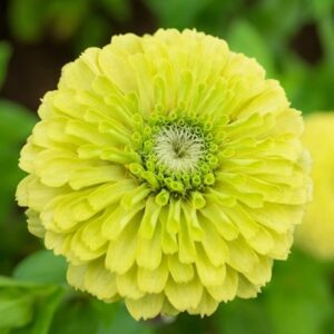 Zinnia elegans Envy