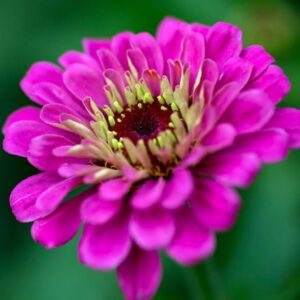 Zinnia elegans Purple Prince