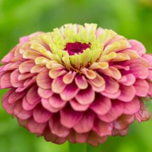 Zinnia elegans Queen Lime Red (Queen Series)