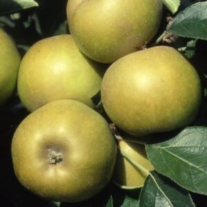 apple Ashmead's Kernel