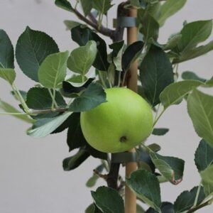 apple Beauty of Bath