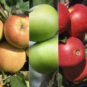 apple Bramley 20 / Christmas Pippin / Scrumptious