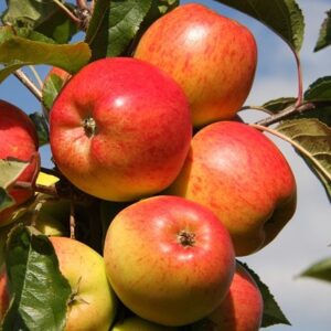 apple Christmas Pippin (PBR)