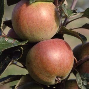 apple Dabinett