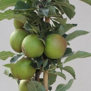 apple Egremont Russet