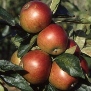 apple Ellison's Orange