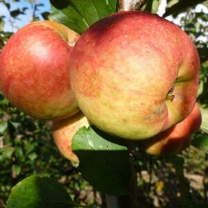 apple Falstaff