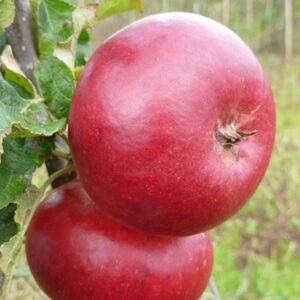 apple Fiesta
