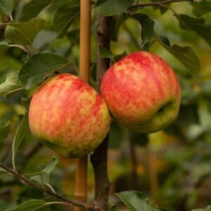 apple Gala