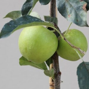 apple Golden Delicious