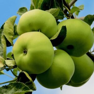 apple Grenadier