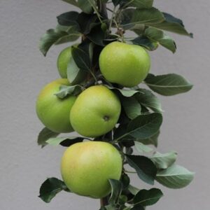 apple James Grieve