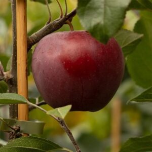 apple Katja
