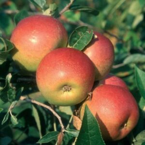 apple Laxton's Superb