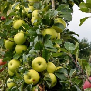 apple Limelight
