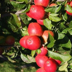 apple Little Pax