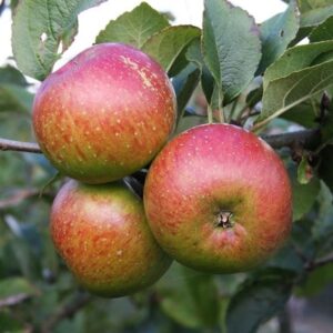 apple Lord Lambourne