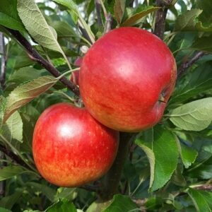apple Meridian (PBR)