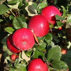 apple Red Devil