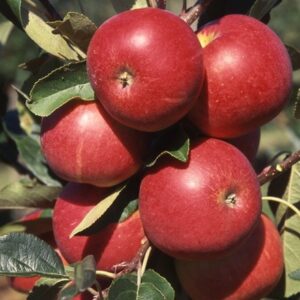 apple Scrumptious