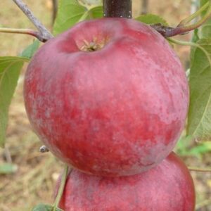 apple Spartan