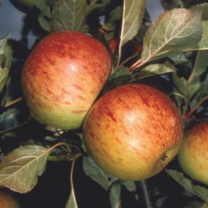 apple Sunset