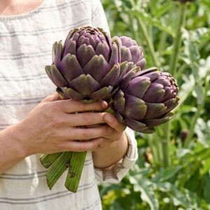 artichoke Romanesco