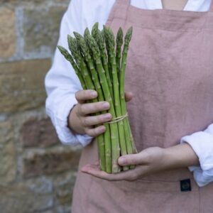 asparagus Backlim