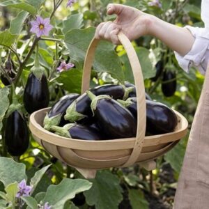 aubergine Moneymaker F1