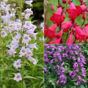 award winning Penstemon collection