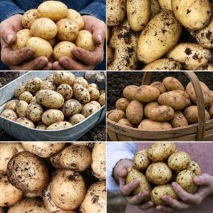 baby new potato collection