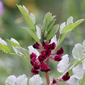 bean (broad) crimson-flowered